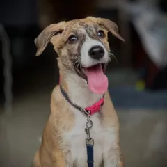 This is Reva, a gorgeous little pupper who is all joy and playfulness. She is a perfect example of the healthy, happy dogs our community rescues and fosters. She is waiting for a family to call her own.