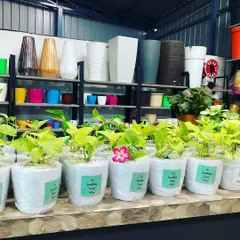 Here’s a look at a large corporate order getting ready for dispatch. Each plant is carefully potted and wrapped, showing how I handle bulk requests with a personal touch. This is a great sustainable gift for employee appreciation, client thank-yous, or company events.