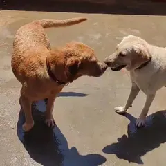 It’s a small world. This was a heartwarming moment when two old friends, Chika and Jimmy, were reunited by chance during their stay with me. It’s always a joy to see dogs form and maintain friendships here.