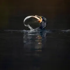 A cormorant struggles with a large fish at Bharatpur Bird Sanctuary. The dark, moody lighting and the splash of water create a dramatic scene of survival. It's a raw depiction of the predator and prey relationship.