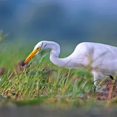 A Median Egret, its neck gracefully curved, catches an insect in the marshy grasses.
