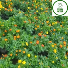 A field of beautiful marigold flowers at my nursery, a classic choice for sunny gardens.