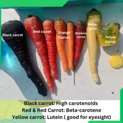 We love introducing clients to unique and healthy vegetable varieties. This image displays a spectrum of carrots we help grow, from black and red to yellow and rainbow, each with its own nutritional benefits.