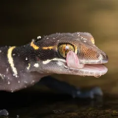 A macro portrait of the Deccan Banded Gecko. The incredible detail shows the texture of its skin, the water droplets, and the intricate pattern of its eye as it licks it clean.
