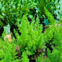 The delicate, feathery texture of the Asparagus Fern brings a soft and airy feel to any space. It's one of the many diverse green plants we have at our garden center.