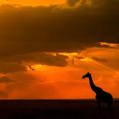 A giraffe silhouette against a dramatic, cloudy sunset in the Masai Mara. I set my white balance above 9000K to enhance the warm, golden tones and underexposed by -3 EV to create the perfect silhouette contrast.