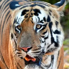 A close-up portrait of Shambhu, where you can see every detail in his face. His expression is a mix of curiosity and confidence. These are the shots that let you connect with the animal on a deeper level.