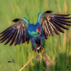 A Purple Moorhen, or Swamphen, comes in for a landing with its wings spread wide and feet forward. This action shot showcases the bird's vibrant colors and impressive wingspan.
