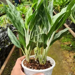 This is a healthy Aglaonema Grey Hound, one of the many varieties I grow. Its striking green and white leaves make it a fantastic choice for adding a touch of elegance to indoor plant arrangements.