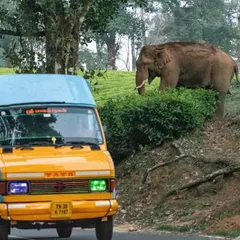 An elephant forages in a tea plantation next to a busy road in South India. This scene is a daily reality in many parts of Asia, highlighting the increasing overlap between human activity and wildlife habitats.