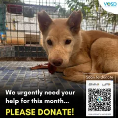 We urgently need your help for this month. Our special needs dogs require constant medical care and food, and we are facing a shortfall. Please donate.