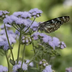 A Blue Tiger butterfly feeding on purple wildflowers at Bhondsi Ashram.