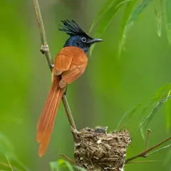 An Asian Paradise Flycatcher, with its long, elegant tail feathers, guards its nest. This image captures a moment of parental devotion and the delicate architecture of bird nests.