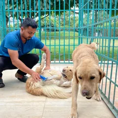 This is not a cage, it's a spacious, open-air enclosure where dogs can relax. Here, a staff member gives a gentle brushing to a happy Golden Retriever while his friend looks on.