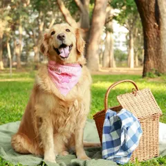 A lovely day for a picnic in the park. This golden retriever is on big sister duty, looking happy and relaxed on the picnic blanket. Outdoor shoots are great for a natural, lifestyle feel.