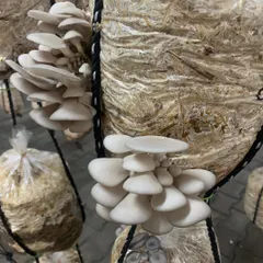 As a Coorgi, my love for 'kummu' or mushroom is legendary. I source these beautiful oyster mushrooms from local growers who cultivate them with great care, which is why they taste so good.