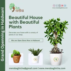We are so excited to be open in Haldwani! Our mission is to help you create a beautiful house with beautiful plants. Come and explore our collection.