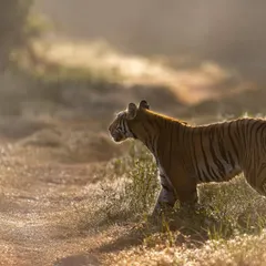 A dream-like frame of the tigress Parwali on a misty morning in Dhikala. The backlit grass and soft focus create a painterly effect, a style I love to explore with my clients.