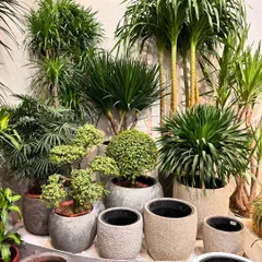 A dense and lush plant cluster featuring a variety of textures, from the spiky Dracaena to the delicate bonsai. Grouping plants and planters of different sizes on tiered levels adds depth and visual interest.