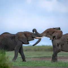 Two young elephants spar with each other, a friendly test of strength.