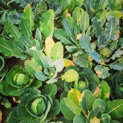 A glimpse into my mom's kitchen garden. Here you can see rows of fresh cabbage, broccoli, and cauliflower growing happily.