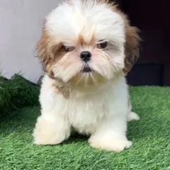 This adorable Shih Tzu puppy is ready for cuddles after its first grooming. I am extra gentle with puppies to make sure they have a positive experience.
