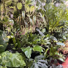Fifty shades of green. Our studio is overflowing with so many new shades of green. We promise there is something for everyone, whether you are a new plant parent or a seasoned collector.