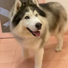 Reo the Husky showing off his stunning blue eyes and beautifully groomed coat. Regular grooming is key to managing a Husky's thick fur.