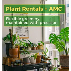 I offer flexible plant rentals combined with an Annual Maintenance Contract (AMC). This allows businesses to enjoy a green office with precision maintenance, without the commitment of purchasing the plants.