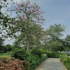 A beautiful flowering tree serves as a focal point in this large garden. A good landscape is not just about individual plants, but their strategic arrangement to create balance and visual interest throughout the year.