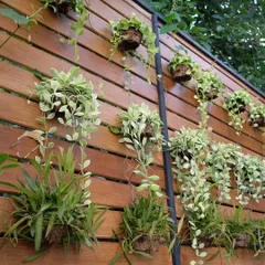 Trailing pothos and other plants are mounted on a wooden slat wall. This rustic design is ideal for outdoor patios or cafes, adding a natural, homely feel to the space.