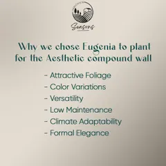 An informational graphic explaining why we chose the Eugenia plant for an aesthetic compound wall. Its attractive foliage, versatility, and low maintenance needs make it an ideal choice for creating formal elegance.