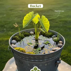 Even a simple bucket can become a thriving mini ecosystem. This galvanized bucket now hosts an Elephant Ear plant, creating a small scale wetland that attracts dragonflies and adds a rustic touch to a patio or balcony.