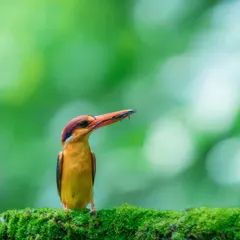 Another portrait of the "star of the season," the Oriental Dwarf Kingfisher. The vibrant colors against the lush green background make it one of the most beautiful subjects to film in the Indian forest.