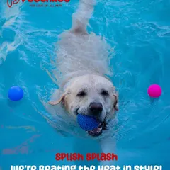 Nothing beats a happy dog cooling off in the pool. This smiling Labrador is enjoying one of our supervised swim sessions, complete with fun toys and plenty of space to paddle. Our canine hydrotherapy is great for both exercise and pure summer fun.