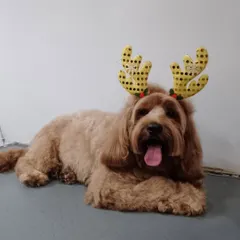 Another pup groomed and ready for Christmas. We love getting your pets into the holiday spirit with a fresh cut and a fun accessory.