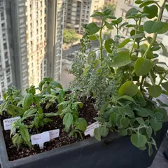 Enjoy the taste of fresh, homegrown herbs right from your balcony. This planter includes a variety of culinary herbs like basil and oregano, all clearly labeled and easy to access for your daily cooking.