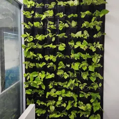 A detailed shot of the individual plant modules in our vertical garden system. Each pothos plant is potted separately, making maintenance and replacement simple while ensuring the entire wall remains lush and full.