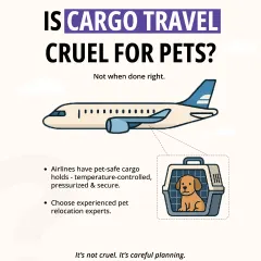 Many pet parents worry if cargo travel is safe. When done right, it is the safest method for international journeys. I only use airlines with pet-safe, temperature-controlled, and pressurized cargo holds, ensuring your pet's comfort is never compromised.