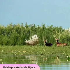 The Haiderpur Wetlands are teeming with life, including beautiful species like these deer. We explore diverse ecosystems to give you a comprehensive understanding of nature.