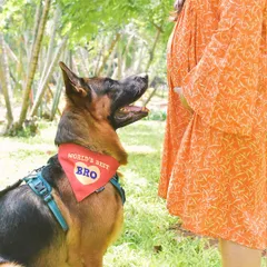 This German Shepherd, wearing his 'World's Best Bro' bandana, is looking up at his mom's baby bump with so much love. It's a privilege to be part of these family journeys.