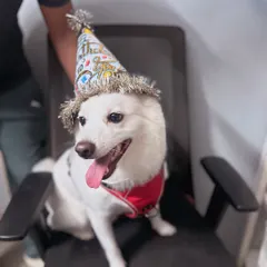 The birthday boy, Bunni, looking absolutely adorable in his party hat. He might not know it's his special day, but he definitely felt all the extra love and attention.