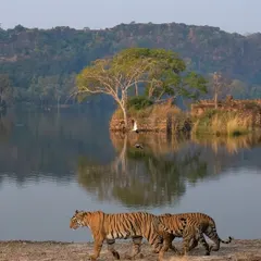 A tribute to Arrowhead, the late queen of Ranthambore's lakes, seen here with her cubs. I had the privilege of watching her grow from a cub into a fearless empress, a story of pride and power.
