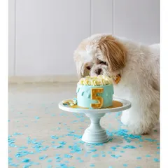 Every birthday is a milestone worth celebrating. Here’s Kyro the Shih Tzu curiously inspecting his 5th birthday cake, surrounded by confetti and love. These are the fun, memorable moments I love to create.