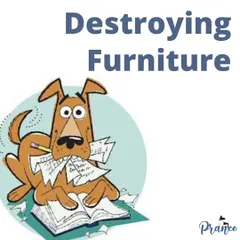 Is your dog suddenly destroying furniture? This can be a sign of separation anxiety or a lack of mental stimulation. It's not bad behavior, it's a call for help.