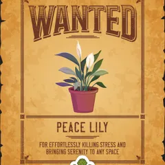 The Peace Lily is known for its ability to kill stress and bring serenity to any space. Its elegant white flowers and air-cleaning properties make it a perfect companion for a calm home or office.