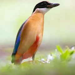 A slightly different angle of the Blue Winged Pitta. This shot captures its alert posture and the subtle details of its feathers, showing how cooperative this typically shy bird was.