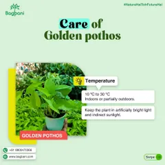 Temperature and light requirements for your Pothos. We provide clear instructions on the ideal environment for your indoor plants to thrive.