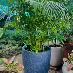 The Areca Palm is a popular indoor plant known for its graceful appearance and air-purifying qualities. It is also believed to bring positive energy and good luck.