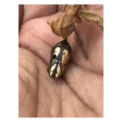 A close-up of the intricate, jewel-like chrysalis. Its structure and metallic sheen are examples of natural fabrication and artistry, which I strive to echo in my design work through craftsmanship and material choice.